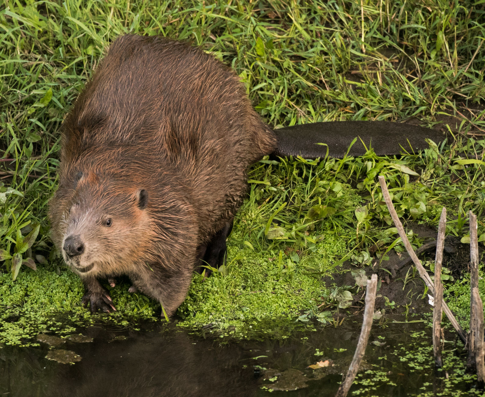 Beaver Lodge